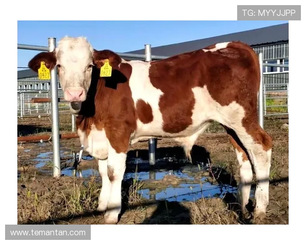 尊龙凯时手机版APP安全保障措施，确保每一位玩家的账号信息安全无忧